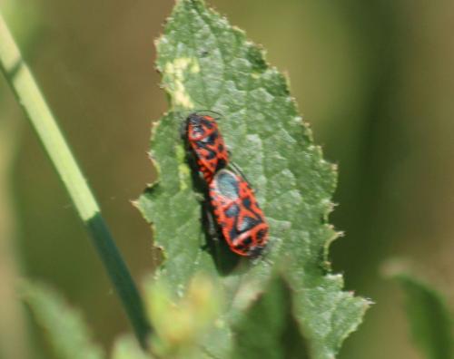 Eurydema ventralis